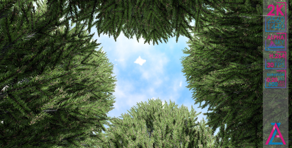 Fir And Alpha Sky alt