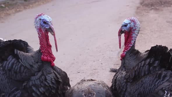 Two turkey parents defending little chick by hiding it, handheld, day