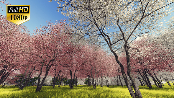 Blossoming Sakura 3