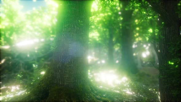 Forest of Beech Trees Illuminated By Sunbeams