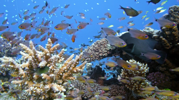 Slender Cardinalfish Rhabdamia Gracilis Swimming Underwater in Egypt