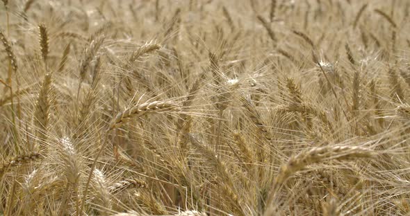 Wheat Field