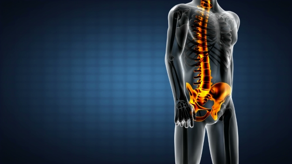 Human Bones Radiographic Scan alt