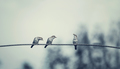 Three birds on wire, one of the bird has a food - PhotoDune Item for Sale