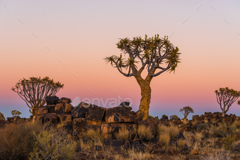 he quiver tree forest at Garas Park Rest Camp, near Keetmanshoop on the B1-road  to Mariental
