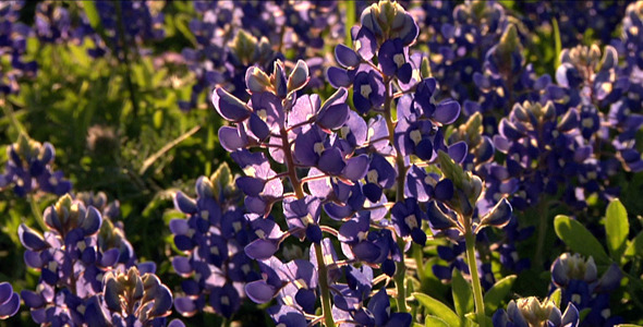 Bluebonnet