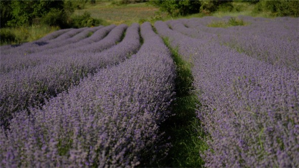 Lavender Lines