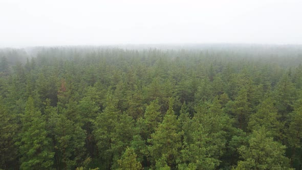 Fog in the Forest Aerial View