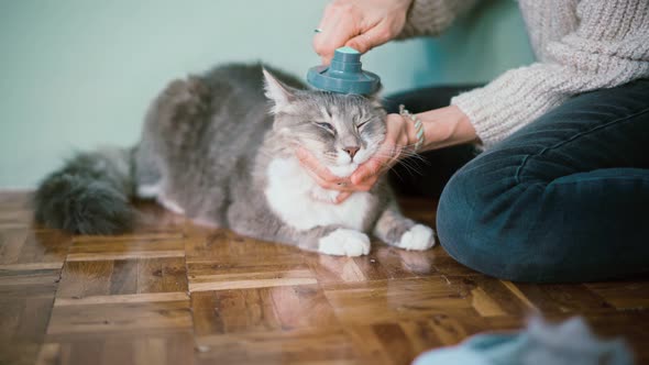 A Woman Combing Her Grey Fluffy Cat with a Brush