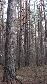 Vertical Video of the Forest Landscape Aerial View Slow Motion