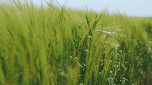 Green Wheat's Ears Waving on the Fields in