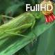 Long Green Locust Sitting on a Leaf on a Summer - VideoHive Item for Sale
