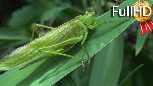 Long Green Locust Sitting on a Leaf on a Summer