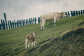 Cows in green rural meadow On a cloudy day - PhotoDune Item for Sale