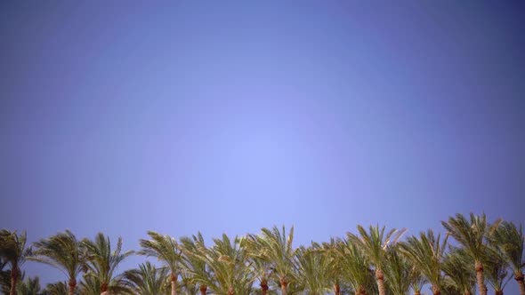 Palms Swing From the Wind on the Beach Ocean. Close Up