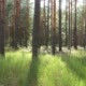 Landscape with Pine Trees on a Sunny Day - VideoHive Item for Sale