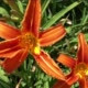 Flowering of Orange Lilies in the Garden - VideoHive Item for Sale