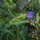 a Hungry Green Locust is Approaching a Flower - VideoHive Item for Sale