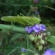 Green Locust Sits on a Flower and Eats Petals - VideoHive Item for Sale