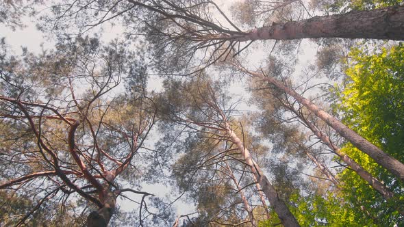 Tops and Bark of Trees on a Background of Blue Sky