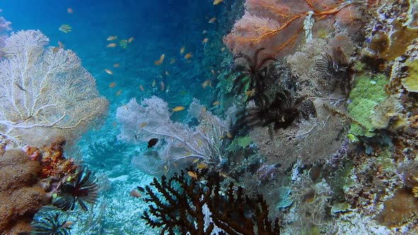 Huge Gorgonian Fan Corals Grows on a Reef in Raja Ampat Indonesia