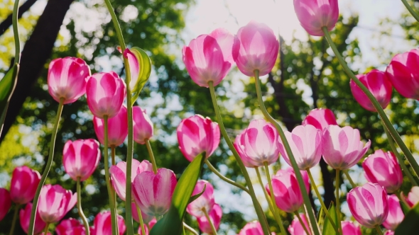 Beautiful Pink Tulips Sway in the Wind. Petals of Flowers Light the Sun