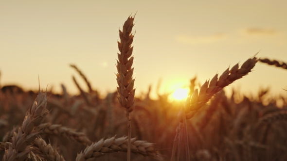 Beautiful Wheat Spike at Sunset. High-quality Selected Wheat of Elite Grades