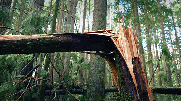 Moving Past Tree Broken In Half By Storm