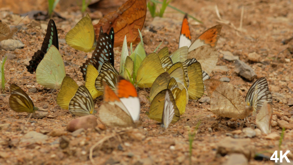 Butterflies