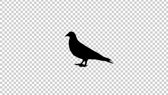 Pigeon Silhouette alt