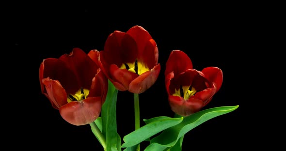 Timelapse of Red Tulips Flower Blooming on Black Background