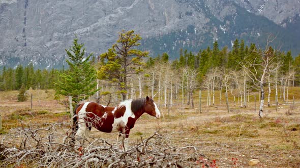 Horse in the mountains on a cloudy day