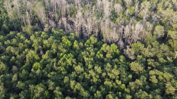 Aerial view fly from green to bare mangrove tree