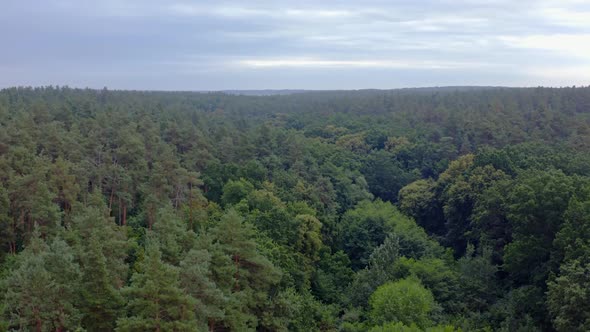 Forest in the morning