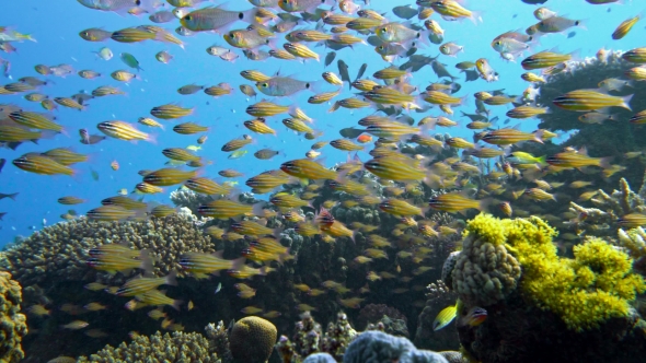 Slender Cardinalfish Rhabdamia Gracilis Swimming Underwater in Egypt