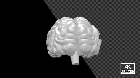 Human Brain Seamlessly Rotated White V2