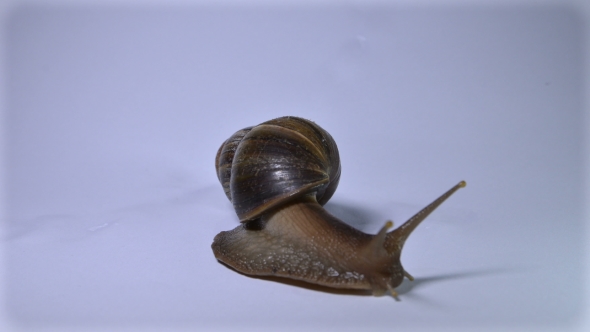 Snail on a White Background