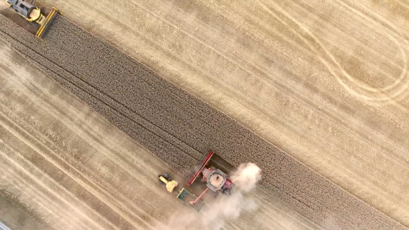 Aerial View of the Combine Harvester Working on the Large Wheat Field at Sunset Light