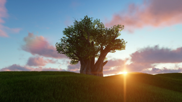 Old tree and Sunset alt