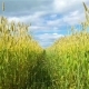 Spikelets of Wheat in the Wind - VideoHive Item for Sale