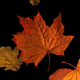 The Autumn Fall of Leaves Pack - VideoHive Item for Sale