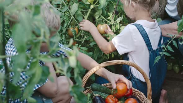 Children Picking Ripe Tomatoes with Grandmother