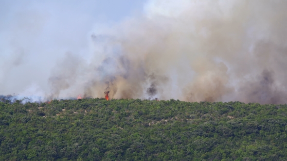 Burning Bushes in the Hills