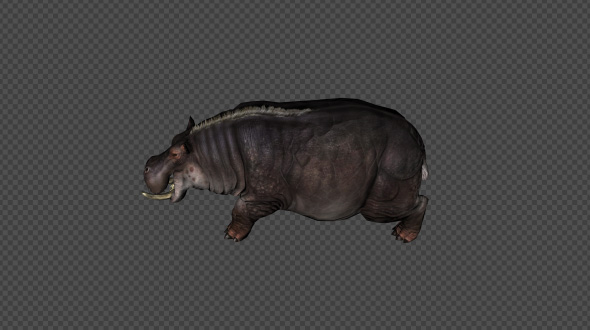 Hippopotamus Walk Pack 4 In 1 alt