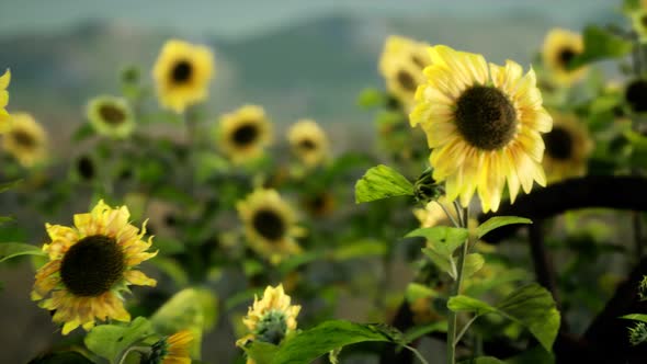 Old Vintage Style Scythe and Sunflower Field alt