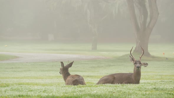 Two Wild Deers Male with Antlers and Female Grazing