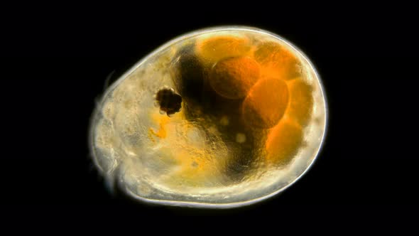 Ostracoda Under a Microscope, of the Cypridinidae Family, in the Video Is a Female with Eggs