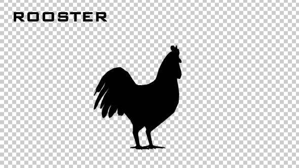 Rooster Silhouette Animation