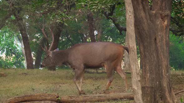 Beautiful Male Sambar (Rusa Unicolor) Deer Walking in the Forest of Ranthambore National Park