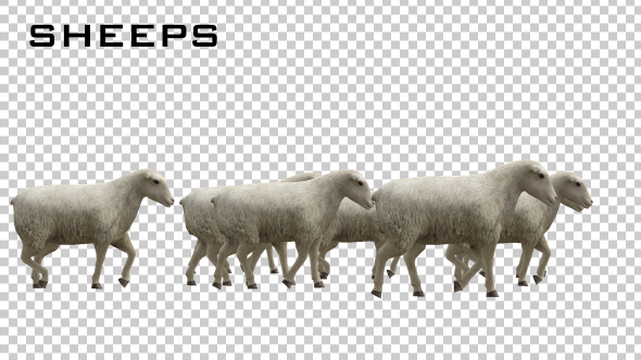 Sheeps alt